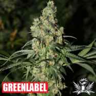 Green Label Seeds Killer White